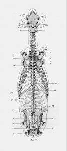 cow_anatomy_dorsal_skeletoncropwhitespace